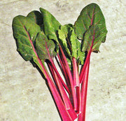 Rhubarb Swiss Chard Seeds - Heirloom Vegetable Garden Greens | Box Garden