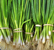 Bunching Onion Seeds - Warrior Heirloom Green Onion Seeds for Easy Garden