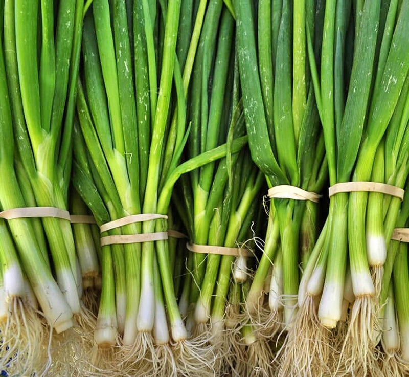 Bunching Onion Seeds - Warrior Heirloom Green Onion Seeds for Easy Garden