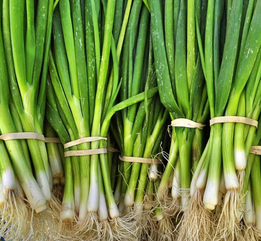 Bunching Onion Seeds - Warrior Heirloom Green Onion Seeds for Easy Garden