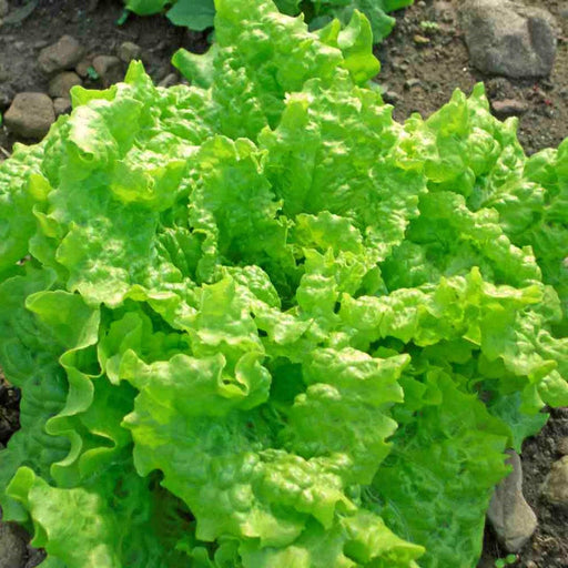 Black Seeded Simpson Heirloom Lettuce Seeds – Early Spring Leaf Lettuce, Non GMO