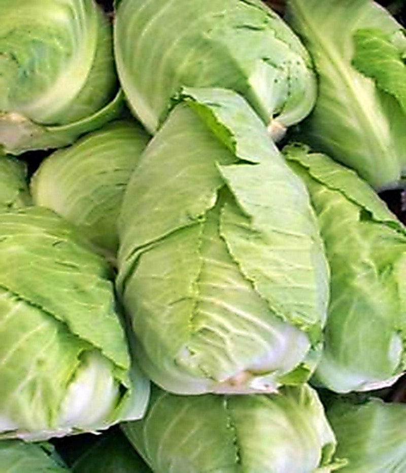 Charleston Wakefield Cabbage - Heirloom Vegetable Seeds | Large Heads, Heat Resistant