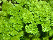 Triple Moss Curled Parsley Heirloom Seeds - Culinary Herb, Vitamin Rich, Non GMO