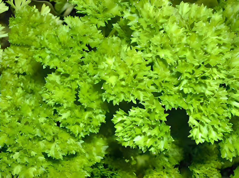 Triple Moss Curled Parsley Heirloom Seeds - Culinary Herb, Vitamin Rich, Non GMO