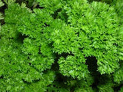 Triple Moss Curled Parsley Heirloom Seeds - Culinary Herb, Vitamin Rich, Non GMO