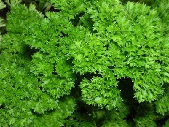 Triple Moss Curled Parsley Heirloom Seeds - Culinary Herb, Vitamin Rich, Non GMO