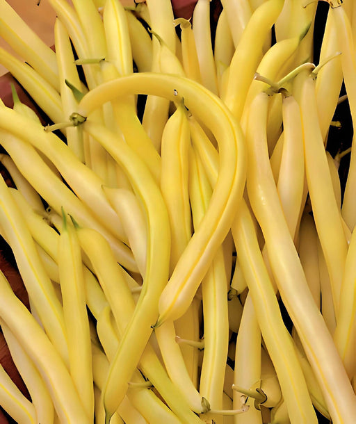 Gold Rush Wax Beans - Stringless Bush Wax Bean Seeds for Canning & Freezing
