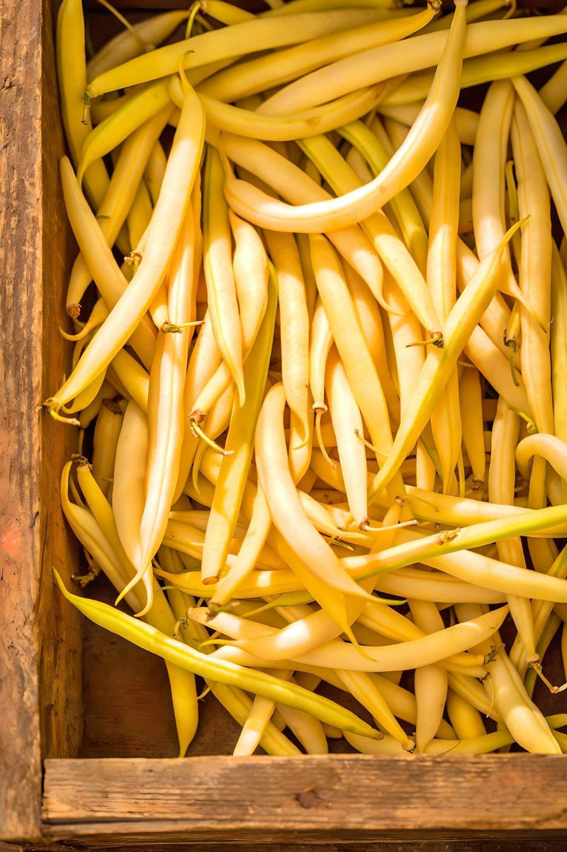 Gold Rush Wax Beans - Stringless Bush Wax Bean Seeds for Canning & Freezing