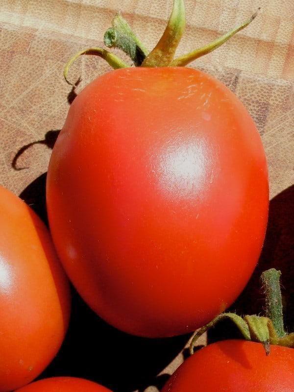 Gram's Good Keeper Tomato
