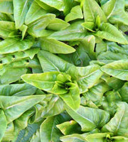 Amish Deer Tongue Lettuce - Heirloom Open Pollinated Seeds | Heat Tolerant, Slow Bolting