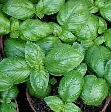 Italian Large Leaf Basil Heirloom Seeds - Sweet Aromatic Herb for Pesto & Pasta