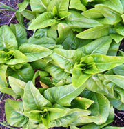 Amish Deer Tongue Lettuce - Heirloom Open Pollinated Seeds | Heat Tolerant, Slow Bolting