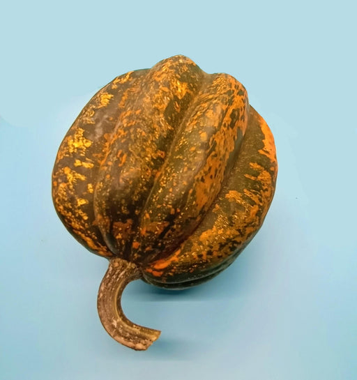 Table King Acorn Squash - Heirloom Winter Squash Seeds | Compact Bush, Fiberless Orange Flesh