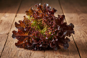 Red Tango Lettuce - Heirloom Seeds for Baby Leaf & Curly Red Salad Mix