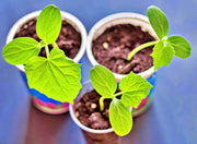 Wisconsin SMR 58 Cucumber