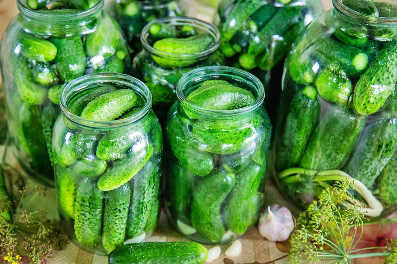 Wisconsin SMR 58 Cucumber