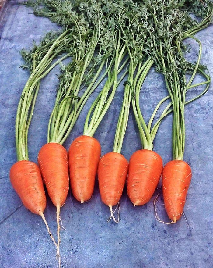 Red Cored Chantenay Heirloom Carrot Seeds - Sweet Tender Golden Orange Roots