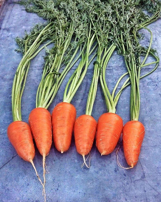 Red Cored Chantenay Heirloom Carrot Seeds - Sweet Tender Golden Orange Roots