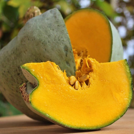 Ute Indian Winter Squash - Rare Heirloom Seeds | Non GMO, Large Fruit, Easy Grow