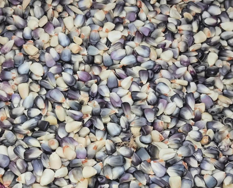 a close-up view of a large pile of various colored corn kernels, including shades of white, gray, and purple.