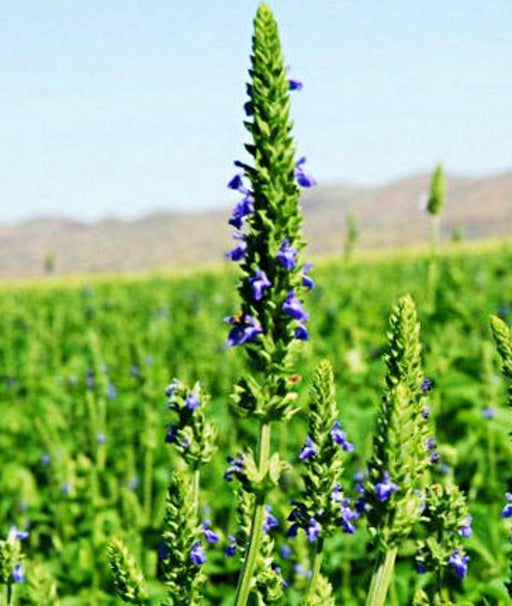 Chia Seeds - Heirloom Culinary & Medicinal Herbs | Non GMO Superfood Packets