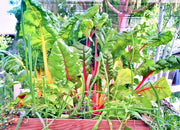 Australian Silverbeet Seeds - Heirloom Vegetable Seeds With Vibrant Stem Colors