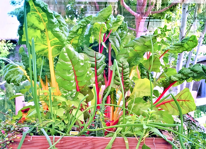 Australian Silverbeet Seeds - Heirloom Vegetable Seeds With Vibrant Stem Colors