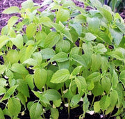 Chia Seeds - Heirloom Culinary & Medicinal Herbs | Non GMO Superfood Packets