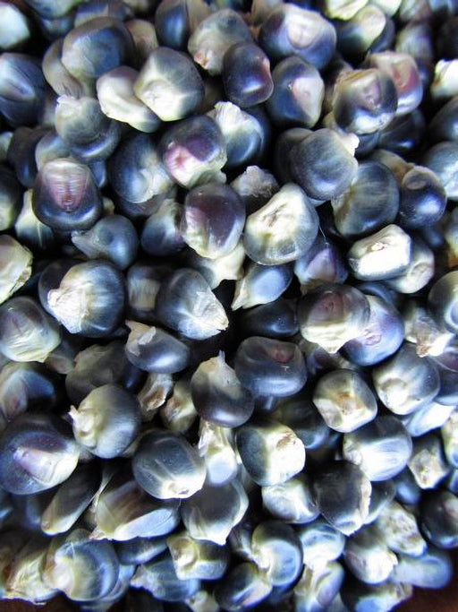 Hopi Blue Corn Heirloom Seeds – Organic, High Protein Native Corn Variety