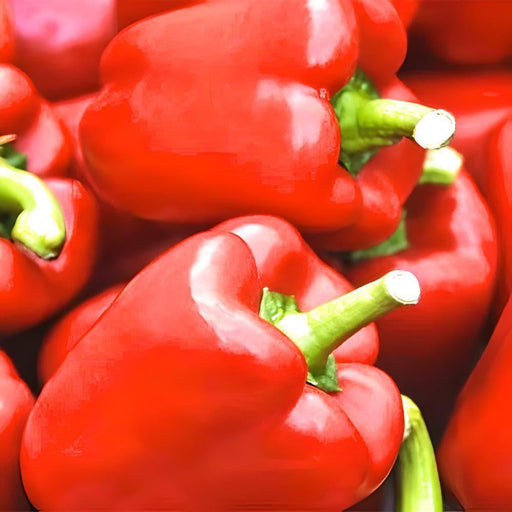 Sweet Bell Pepper King of the North - Large Red Blocky Heirloom Seeds