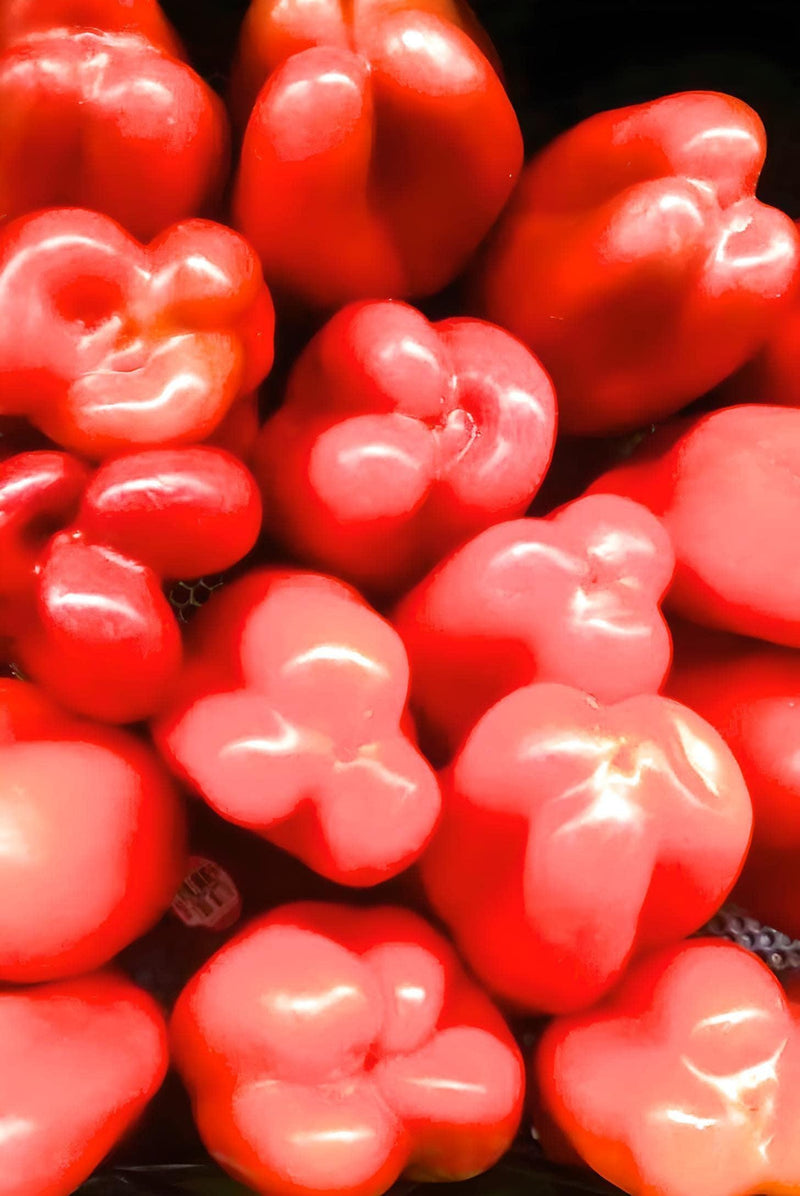 Sweet Bell Pepper King of the North - Large Red Blocky Heirloom Seeds