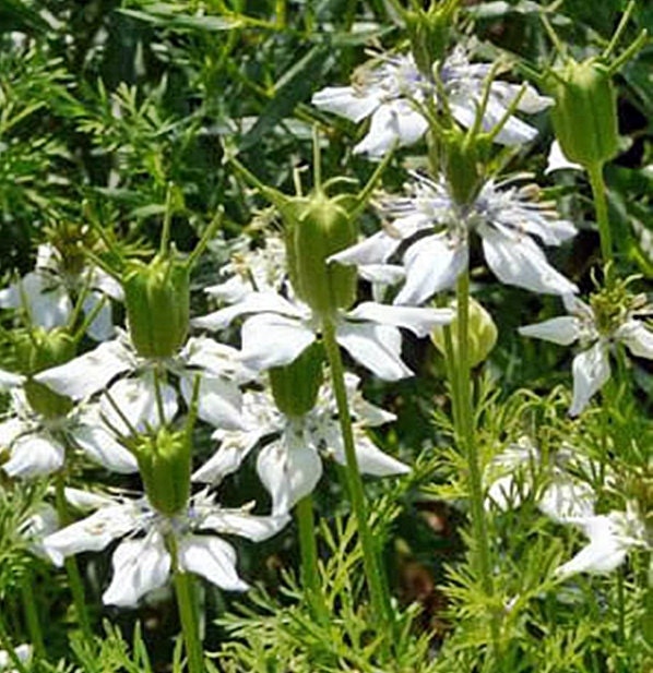 Black Cumin, Herb, -- BoxGardenSeedsLLC -Culinary/Medicinal Herbs - Seeds