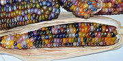 Glass Gem, Cherokee Popcorn - BoxGardenSeedsLLC - Corn - Seeds - USA Seller, Thank you for shopping here today, Naturally Grown GMO Free Seeds, Heirloom Open Pollinated Seeds, Fresh Top Quality Premium Seeds