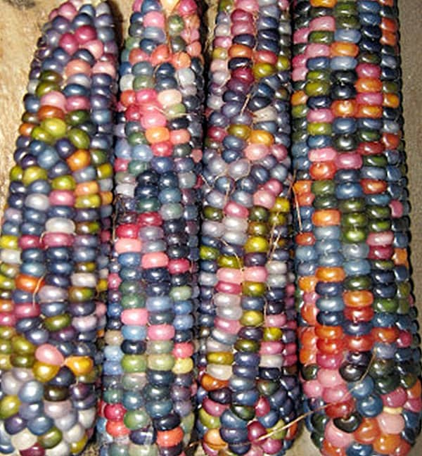 Glass Gem, Cherokee Popcorn, -- BoxGardenSeedsLLC -Corn - Seeds