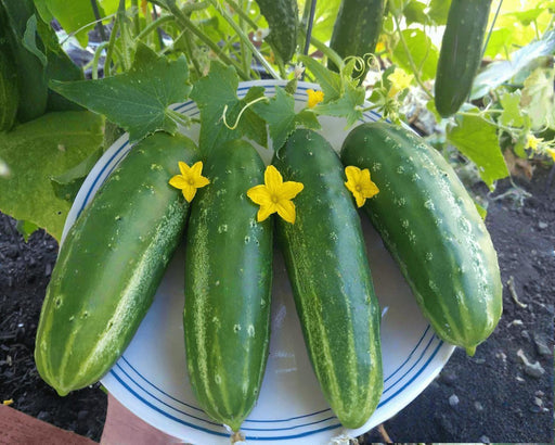 Cucumber Ashley, Heirloom Seeds