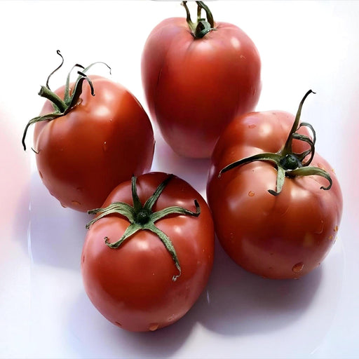 Gill's All Purpose Tomato