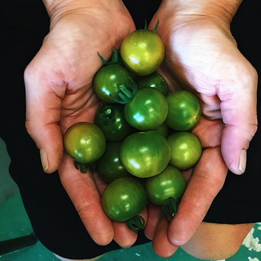 Pocket Star Cherry Tomato