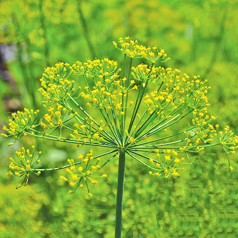 Grama Enick's Dill Seeds - Heirloom Culinary & Medicinal Herb Packet | Non GMO
