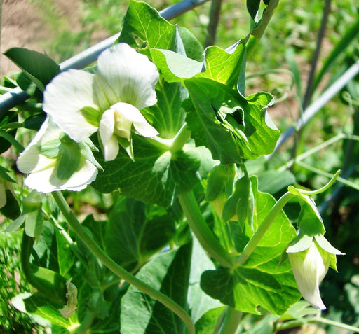 Super Sugar Snap Peas – Powdery Mildew Resistant, Plump Sweet Pods, Early Harvest