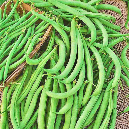 Tendergreen Bush Beans – Heirloom, Disease Resistant, Heat Tolerant Vegetable Seeds