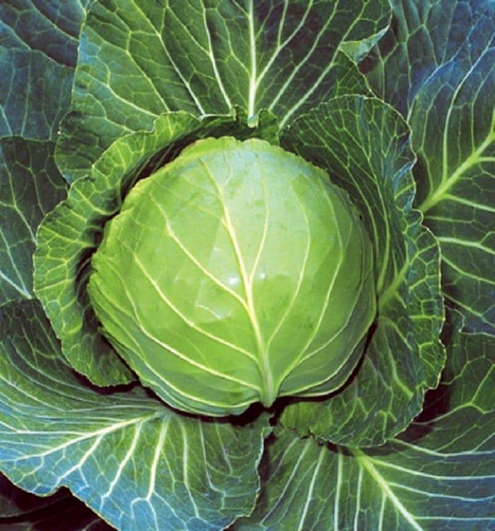 A close-up image of a fresh green cabbage head surrounded by its large, vibrant leaves.