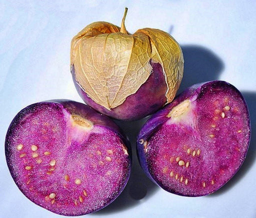 Purple de Milpa Tomatillo - Heirloom Seeds | Sharp Flavored Mexican Variety