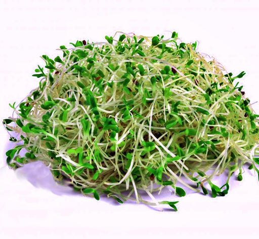 Alfalfa Seeds - Nutrient Rich Culinary & Medicinal Herb | Heirloom, Non GMO