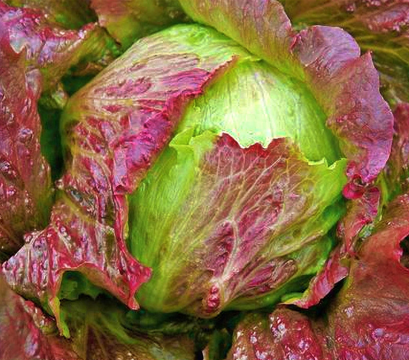 Red Iceberg Lettuce - Crisphead Heirloom Seeds | Burgundy Heads, Sweet Flavor