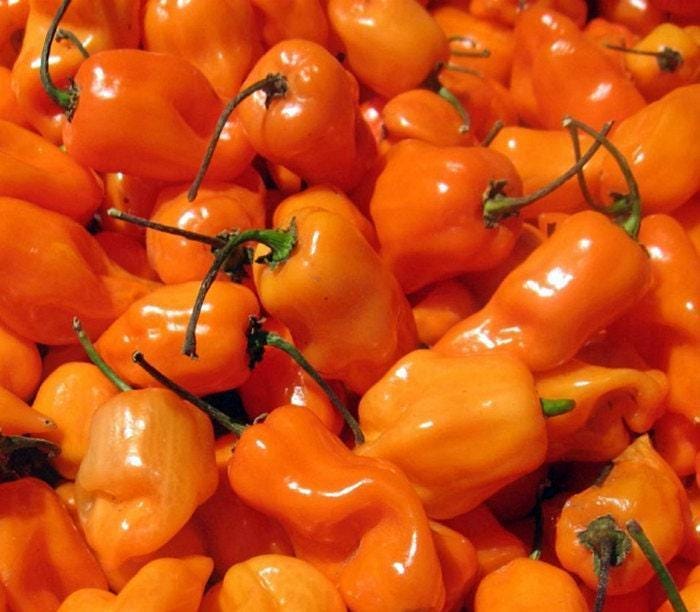 Habanero Orange Pepper - Hot Pepper Seeds | Heirloom Spicy Capsicum Annuum