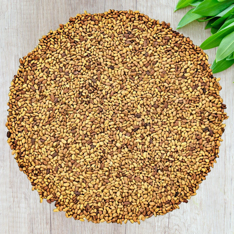 Alfalfa Seeds - Nutrient Rich Culinary & Medicinal Herb | Heirloom, Non GMO