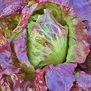 Red Iceberg Lettuce - Crisphead Heirloom Seeds | Burgundy Heads, Sweet Flavor