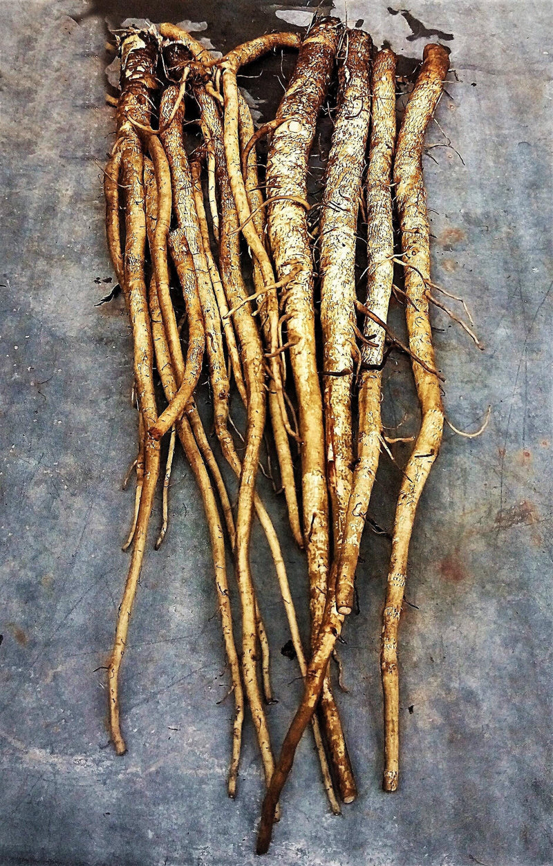 Chiko Burdock Seeds - Heirloom Gobo Root | Non GMO Perennial Garden Seeds