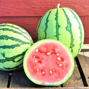 Dixie Queen Watermelon Heirloom Seeds – Open Pollinated, Non GMO, Sweet Fruit
