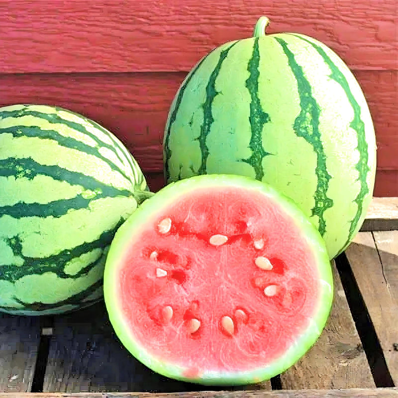 Dixie Queen Watermelon Heirloom Seeds – Open Pollinated, Non GMO, Sweet Fruit